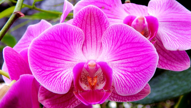Gambar Bunga Anggrek Phalaenopsis 
