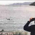 Nahuelito The Patagonian Plesiosaur