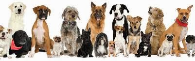 welcome to agunbiade olumide s blog kublai khan and his 5 000 dogs
