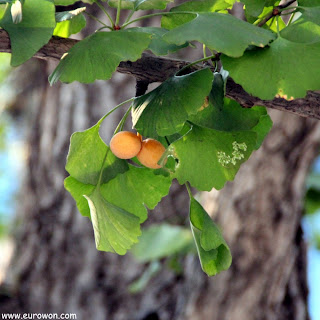 Nueces de gingko en árbol