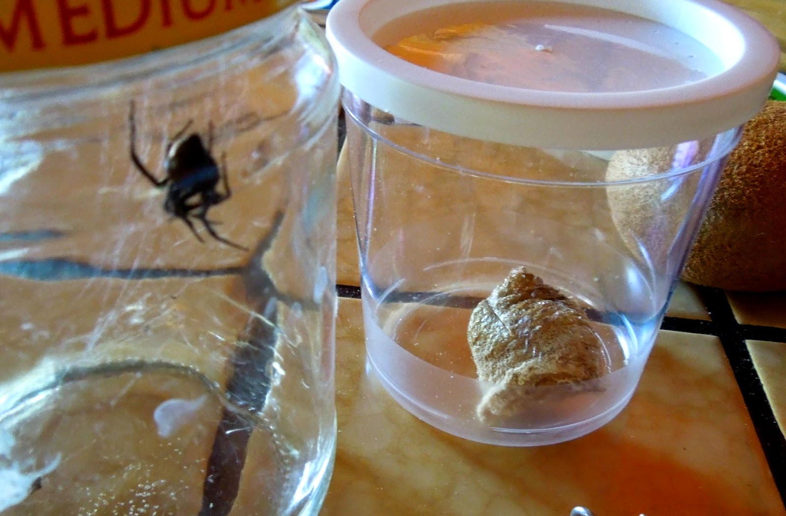 Raised by my daughter What to do when you find a black widow