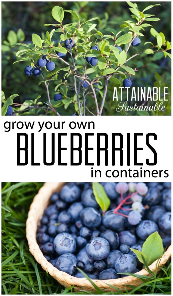 10 Tips On How To Grow Blueberries 101 Gardening