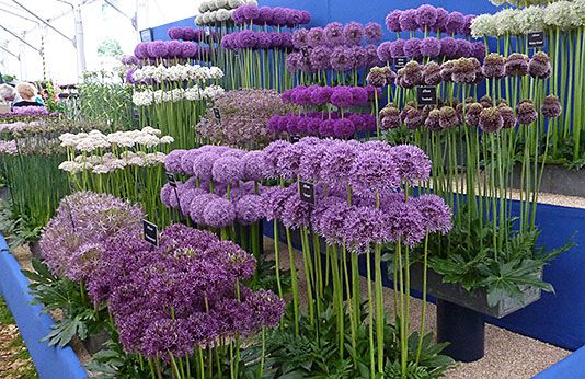 Pinterest Gardening