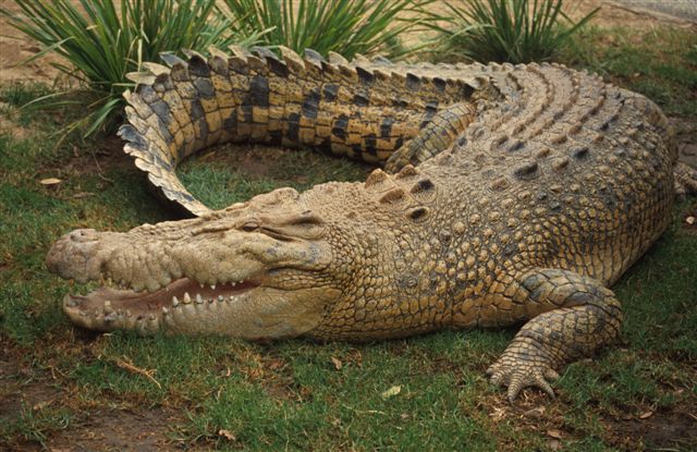 [Image: crocodile.jpg]