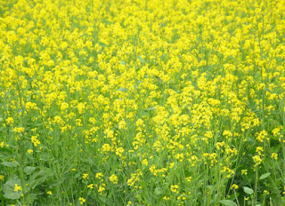 सरसों【MUSTARD】- Importence, Climate, Seed Rate, Insects, Disease And Yield 1 सरसों【MUSTARD】- Importence, Climate, Seed Rate, Insects, Disease And Yield