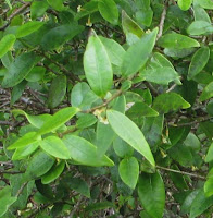  Tanaman pulosari adalah tanaman semak yang mudah kita jumpai di sekitar kita Manfaat dan Khasiat Tanaman Pulosari (Alyxia Reinwardtii Bl.)