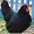 Australorp Chicken 