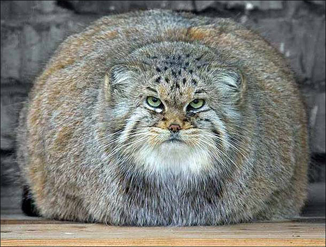 Pictures Of A Fat Cat 3