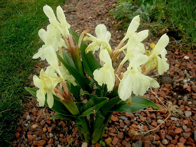 Roscoea cautleyoides