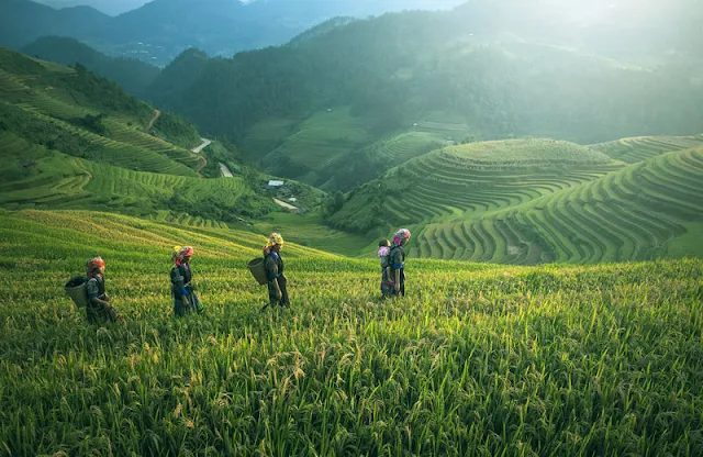 Gambar Pertanian padi di Cina dan Kamboja