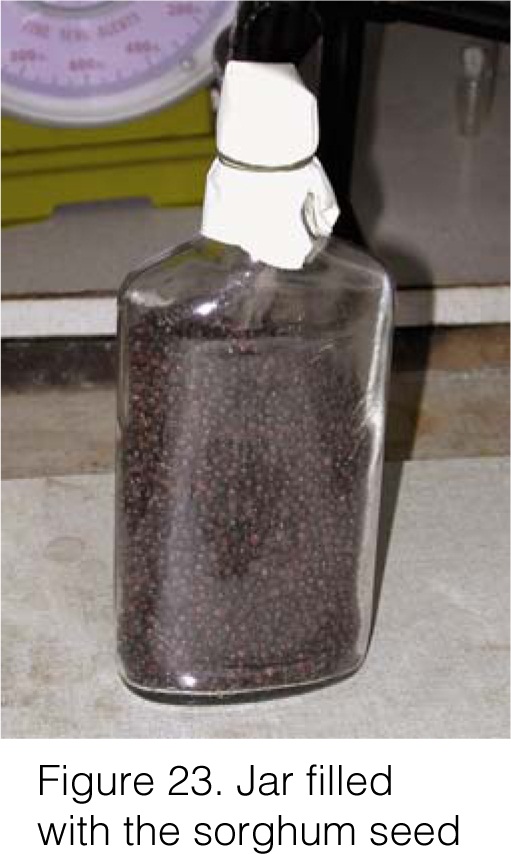 HOW TO MAKE OYSTER MUSHROOM GRAIN SPAWN IN A SIMPLE WAY