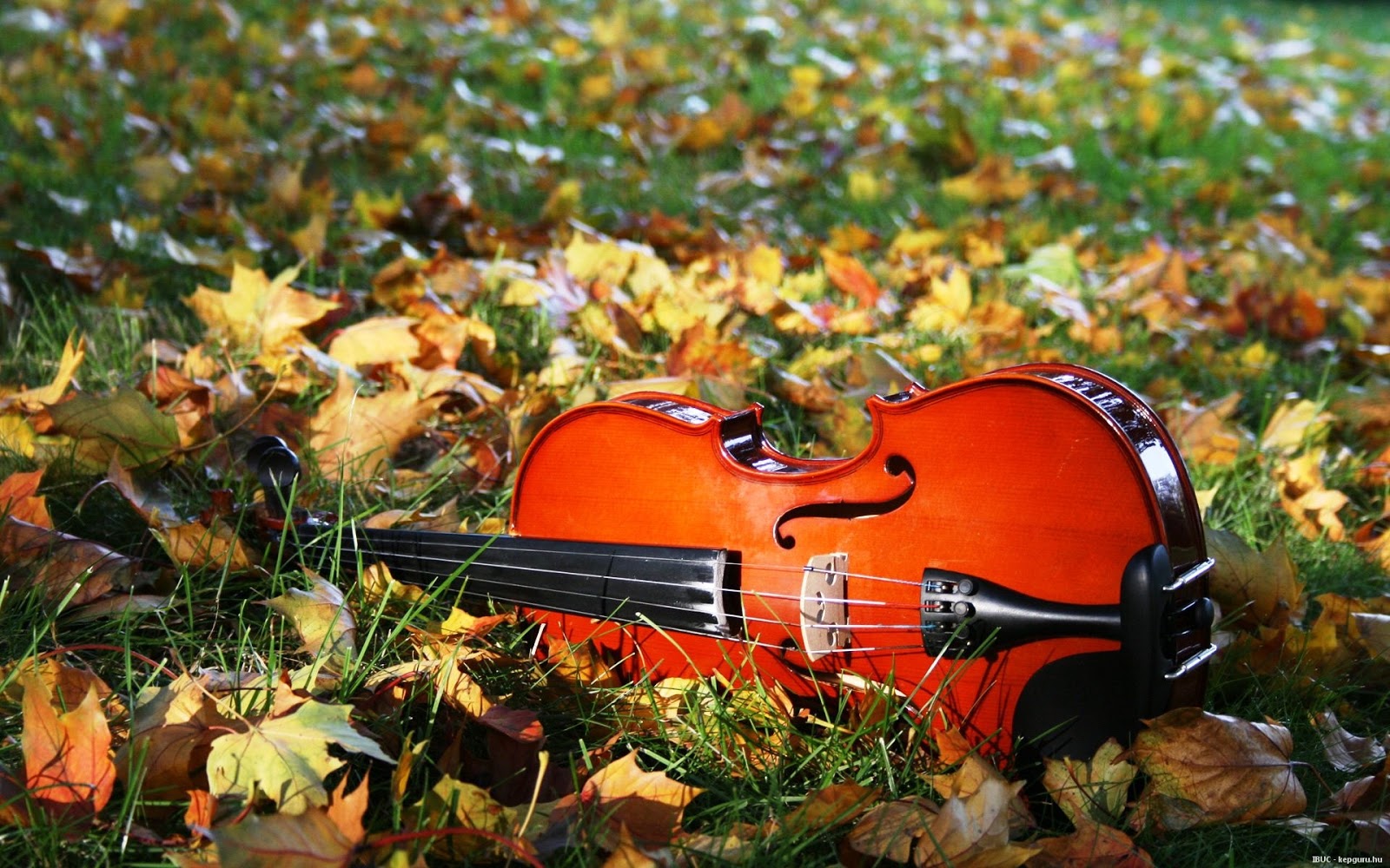 Осенние скрипки. Скрипка осень. Скрипка осень диван.