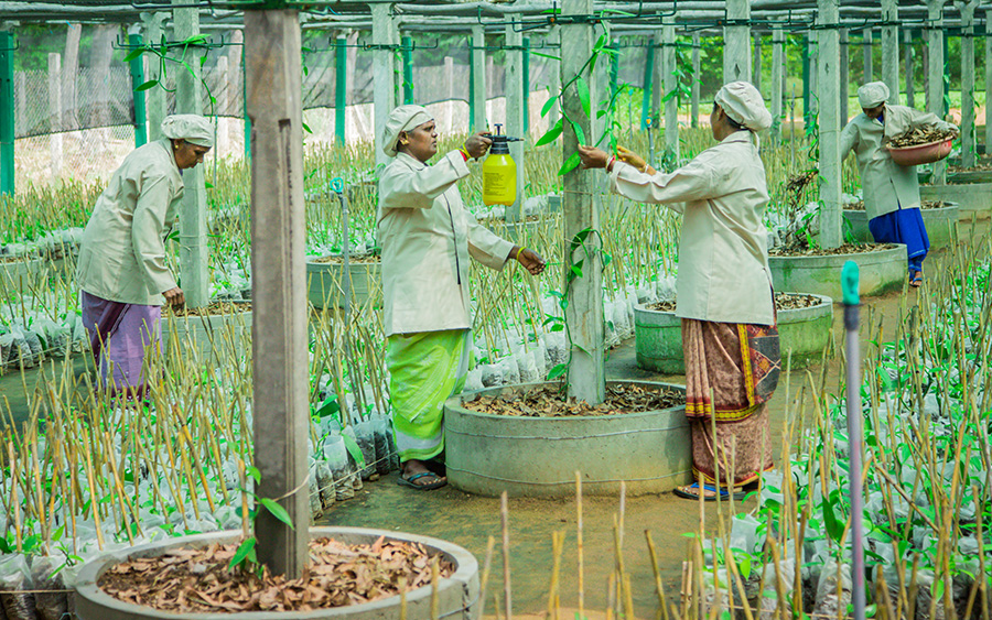 Expovan Indian Vanilla Initiative Vanilla Cultivation in India