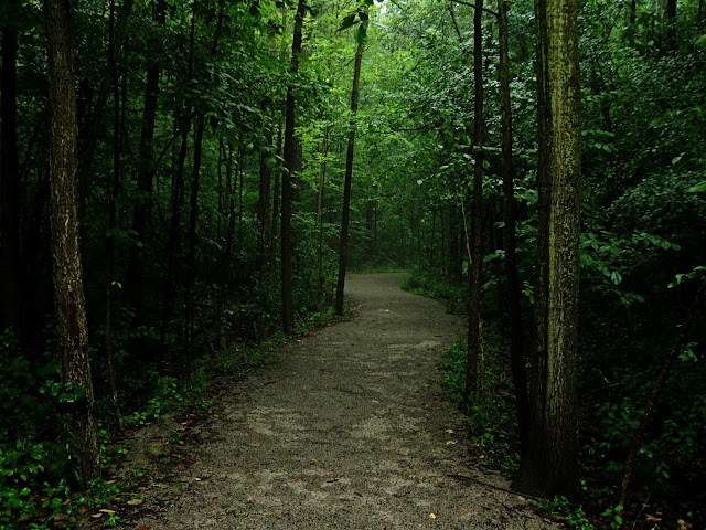 Image result for dark forest path