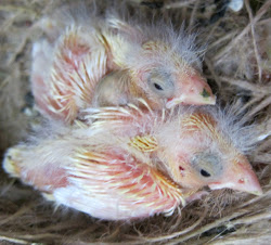 chicks bird mite canary nest survive infestation treatment tales likewise received roller parents german additional strips