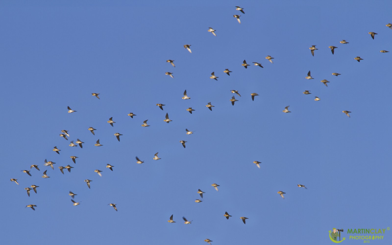 Пироги омоним. Являются ли омонимами выделенные слова. Небо голубей начальная форма. Небо голубей начальная форма. Небо голубей начальная форма.