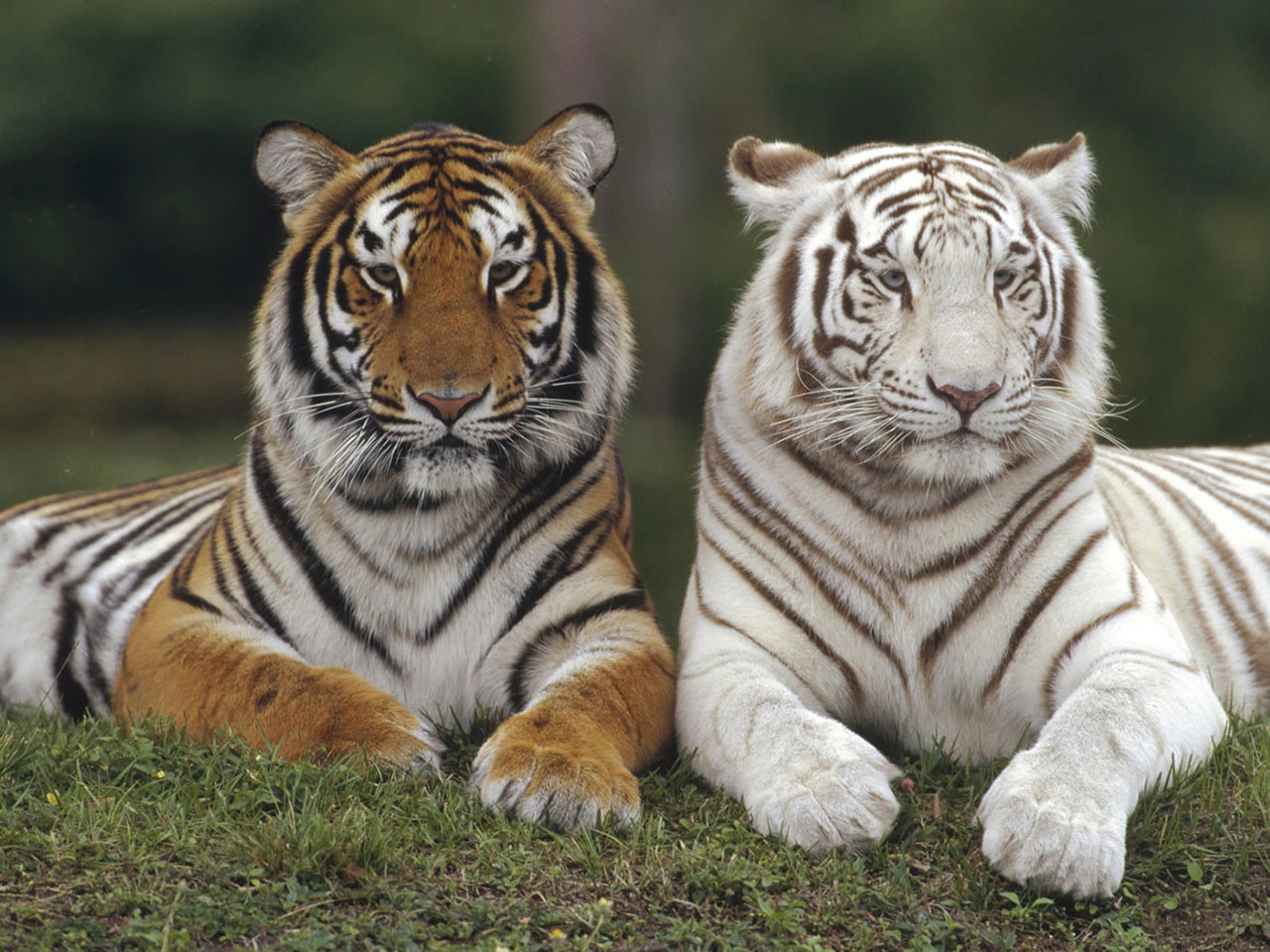 Animales Grandiosos TIGRE DE BENGALA Animales Grandiosos TIGRE DE BENGALA