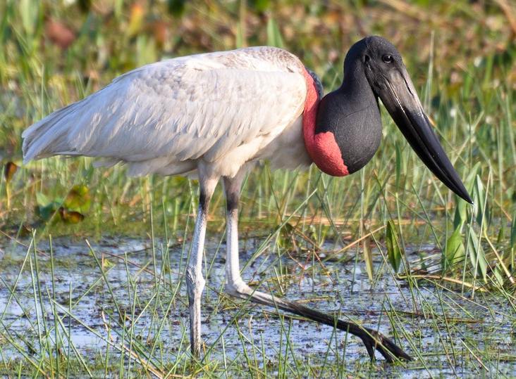 Unique Animals That Start With J Unique Animals That Start With J