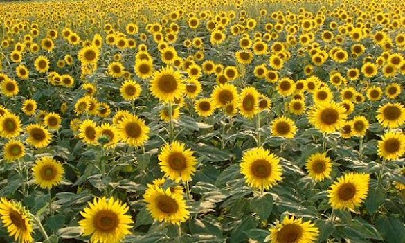 Bunga Matahari Termasuk Angiospermae : Tips dan Cara Budidaya Bunga Matahari Dengan Baik Dan Benar / Bunga merupakan alat reproduksi pada tumbuhan angiospermae.