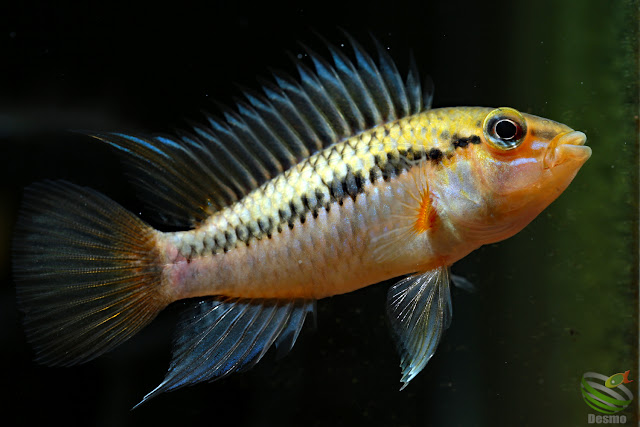 Apistogramma Pedunculata / Rio Caura