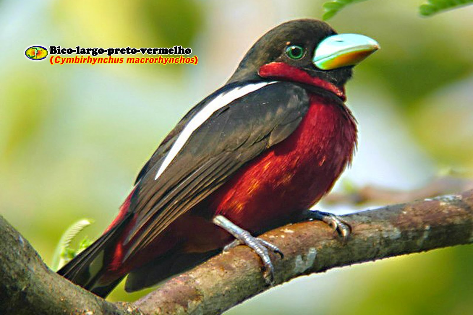 Zoologia Bicolargopretovermelho (Cymbirhynchus macrorhynchos) Zoologia Bicolargopretovermelho (Cymbirhynchus macrorhynchos)