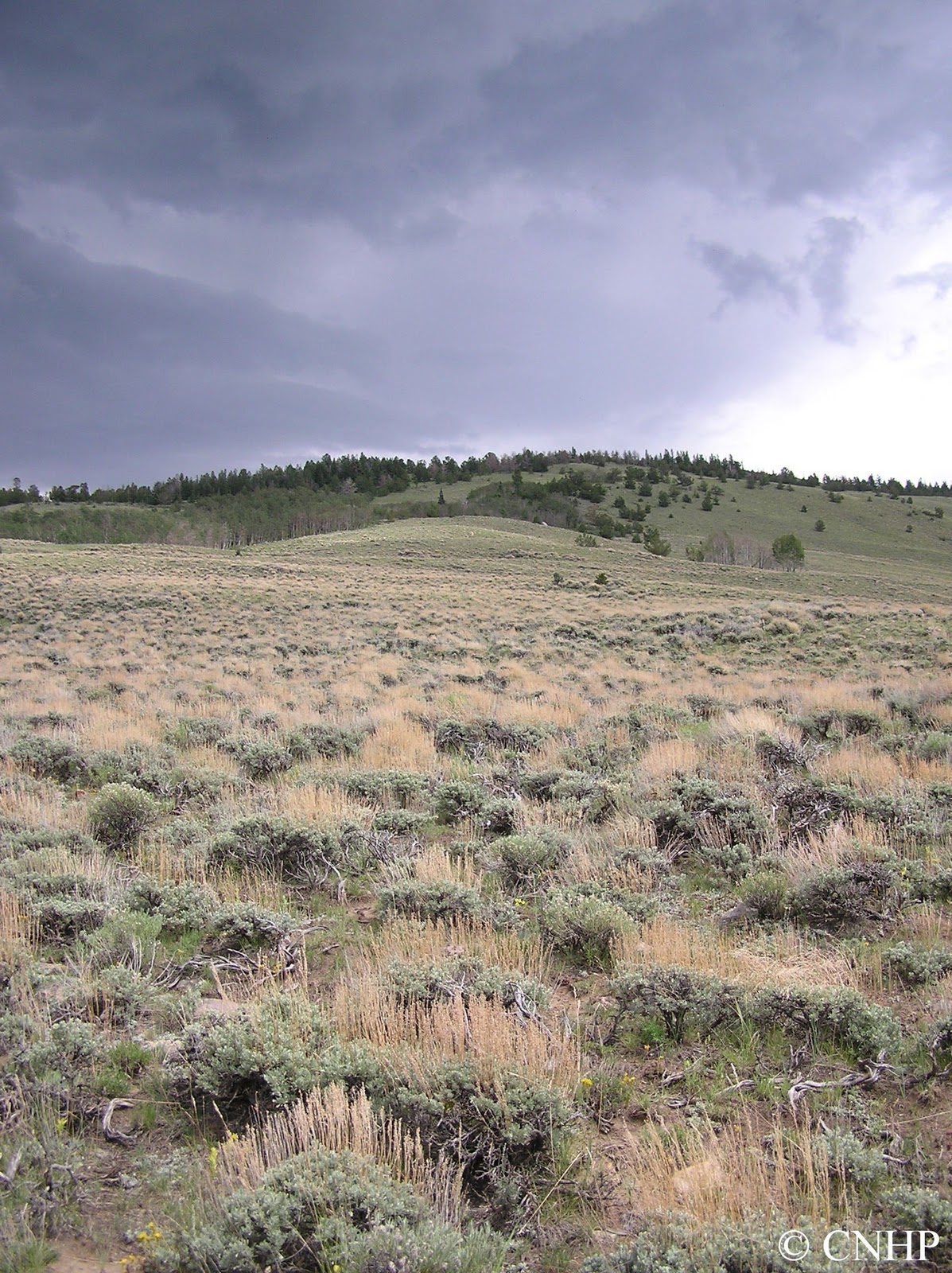 CNHP Blog Ecological Systems Sagebrush Shrublands