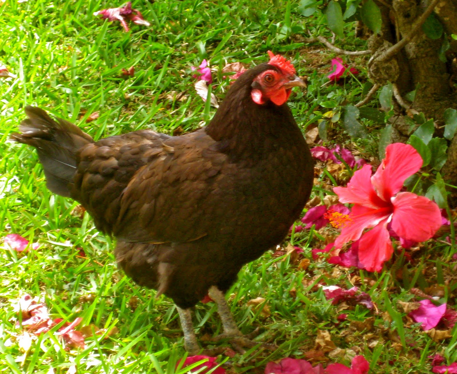 CHICKEN DELIGHT IN BERMUDA