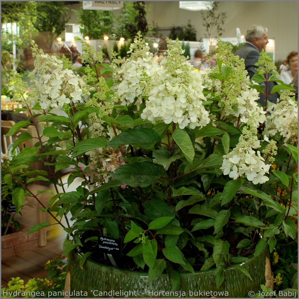 Plant Gallery Encyklopedia Roślin Hydrangea paniculata 'Candlelight' Hortensja bukietowa