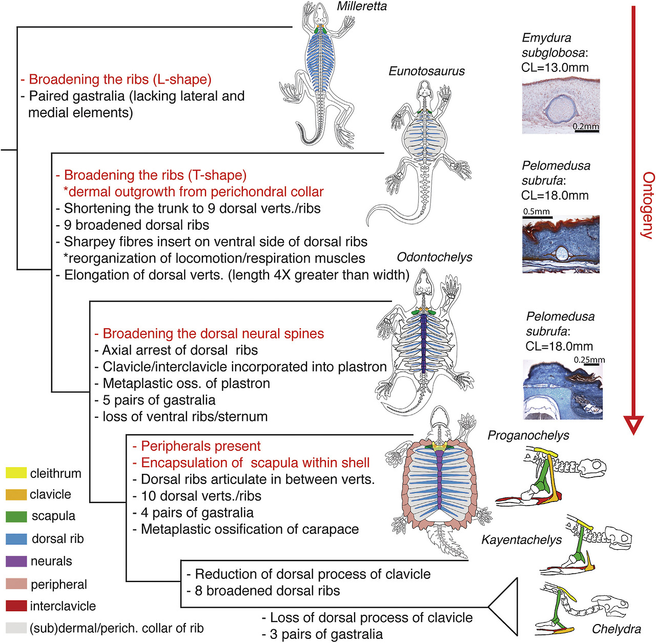 Species New to Science [Paleontology • 2013] Evolutionary Origin of