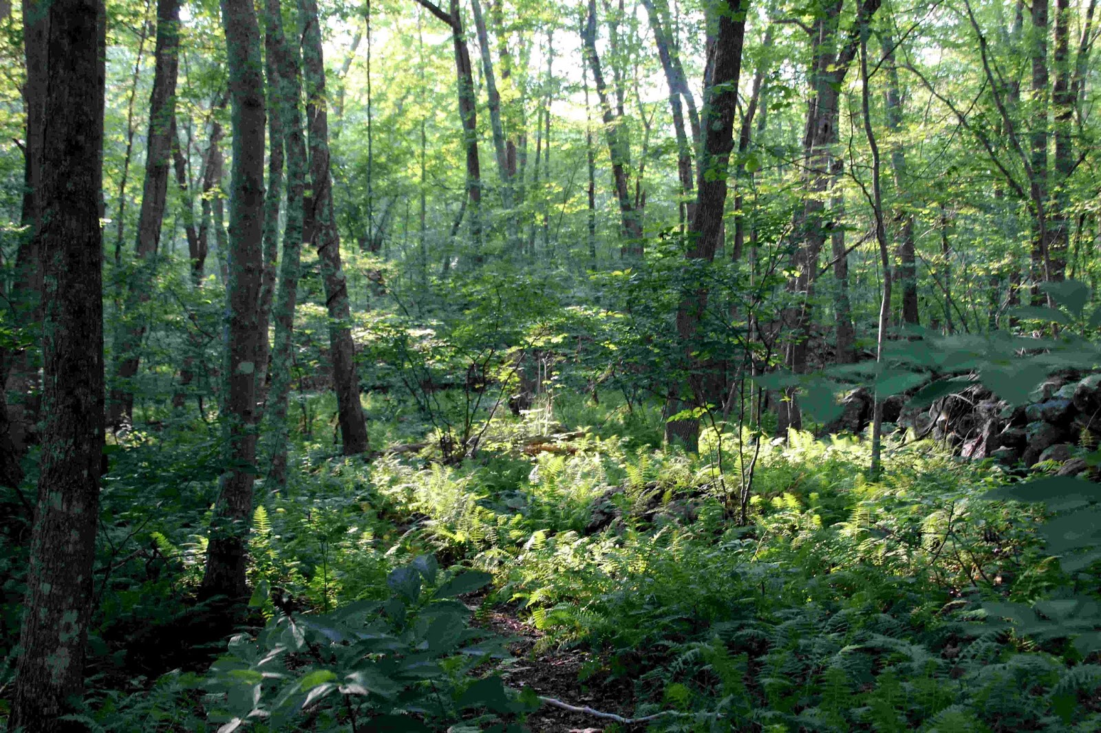 Avalonia eTrails: A Perfect Thicket Avalonia eTrails: A Perfect Thicket