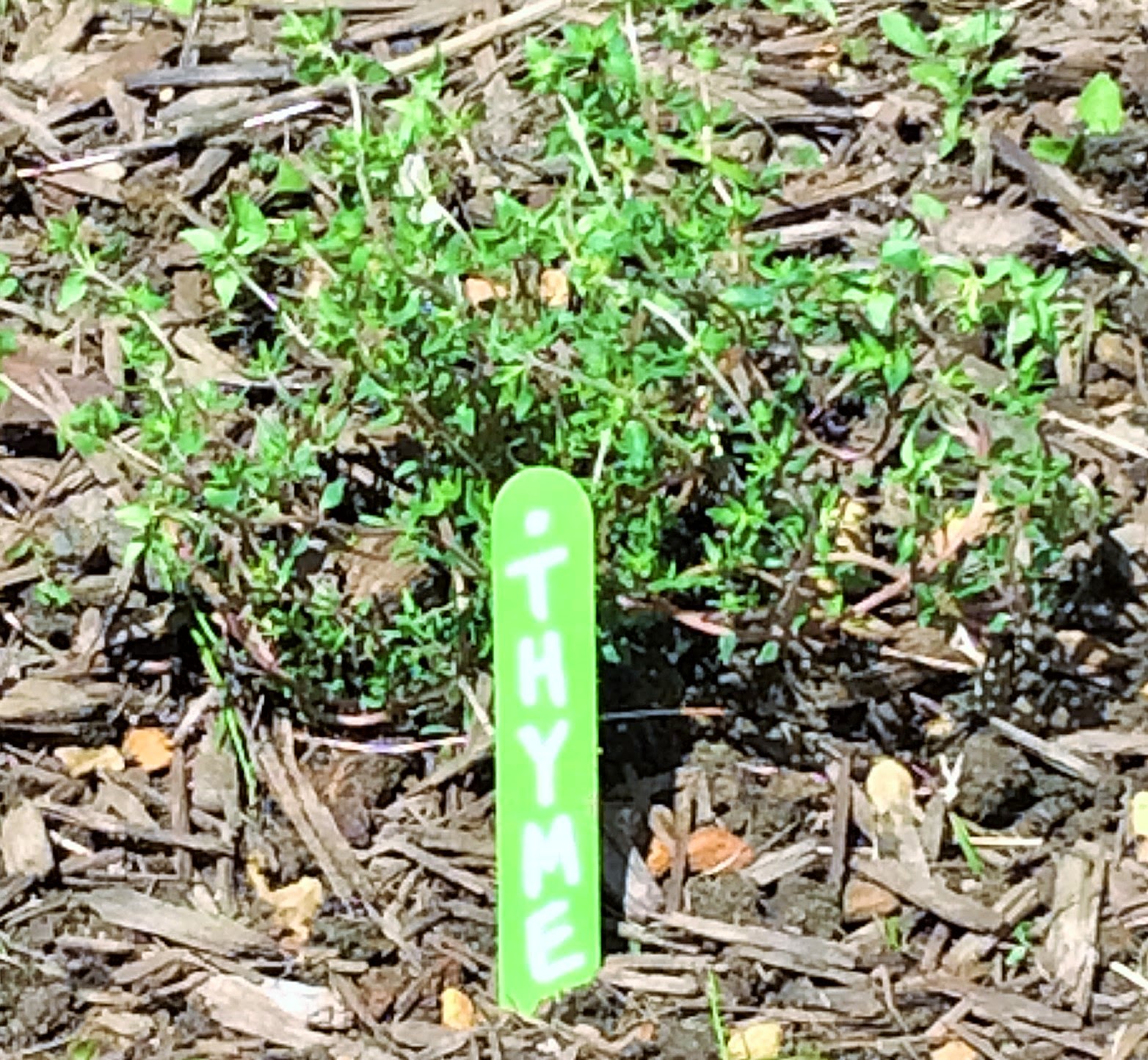The Happy Little Hive DIY Plant Markers