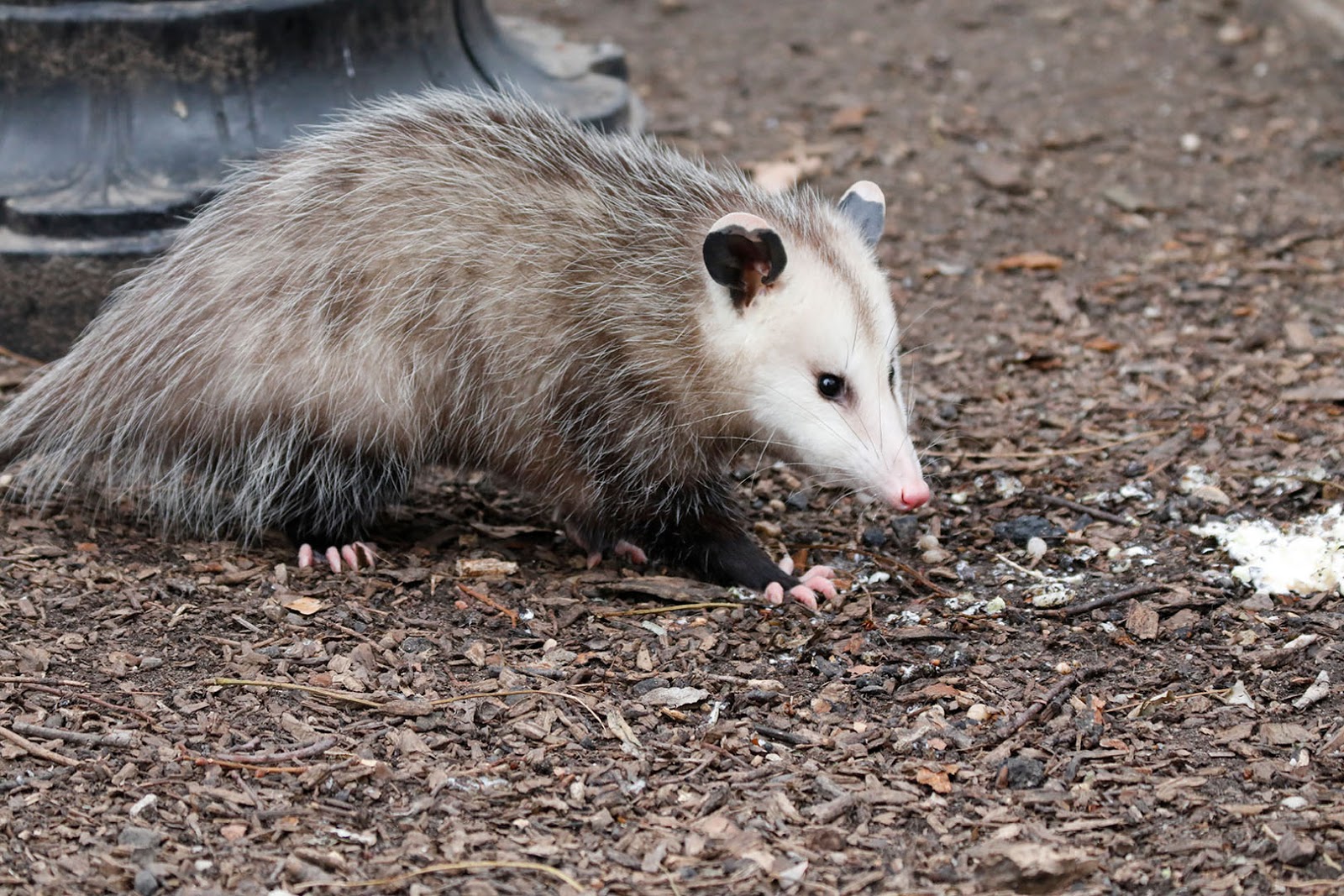 EV Grieve The opossum has pretty much made Tompkins Square Park her