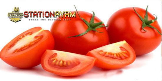 manfaat tomat untuk ayam bangkok aduan stationayam