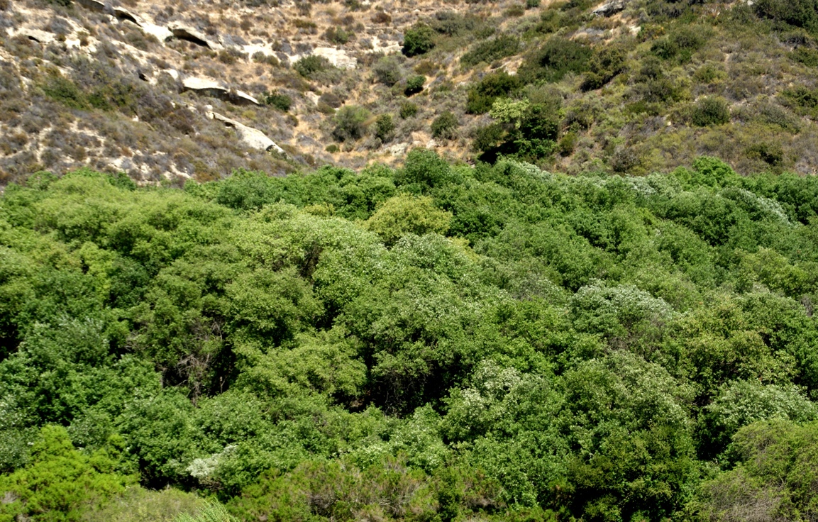 A photo, A thought&hellip;&hellip;&hellip;&hellip; Plant Dominant chaparral