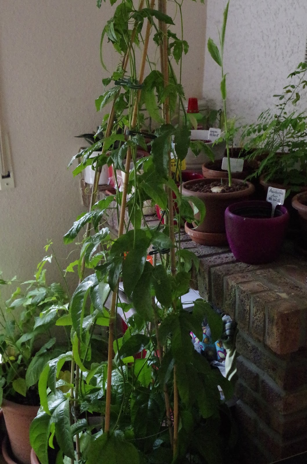 Samen Für Eine Schöne Pflanze, Die MARACUJA-Früchte Trägt – Für Sonnige Standorte