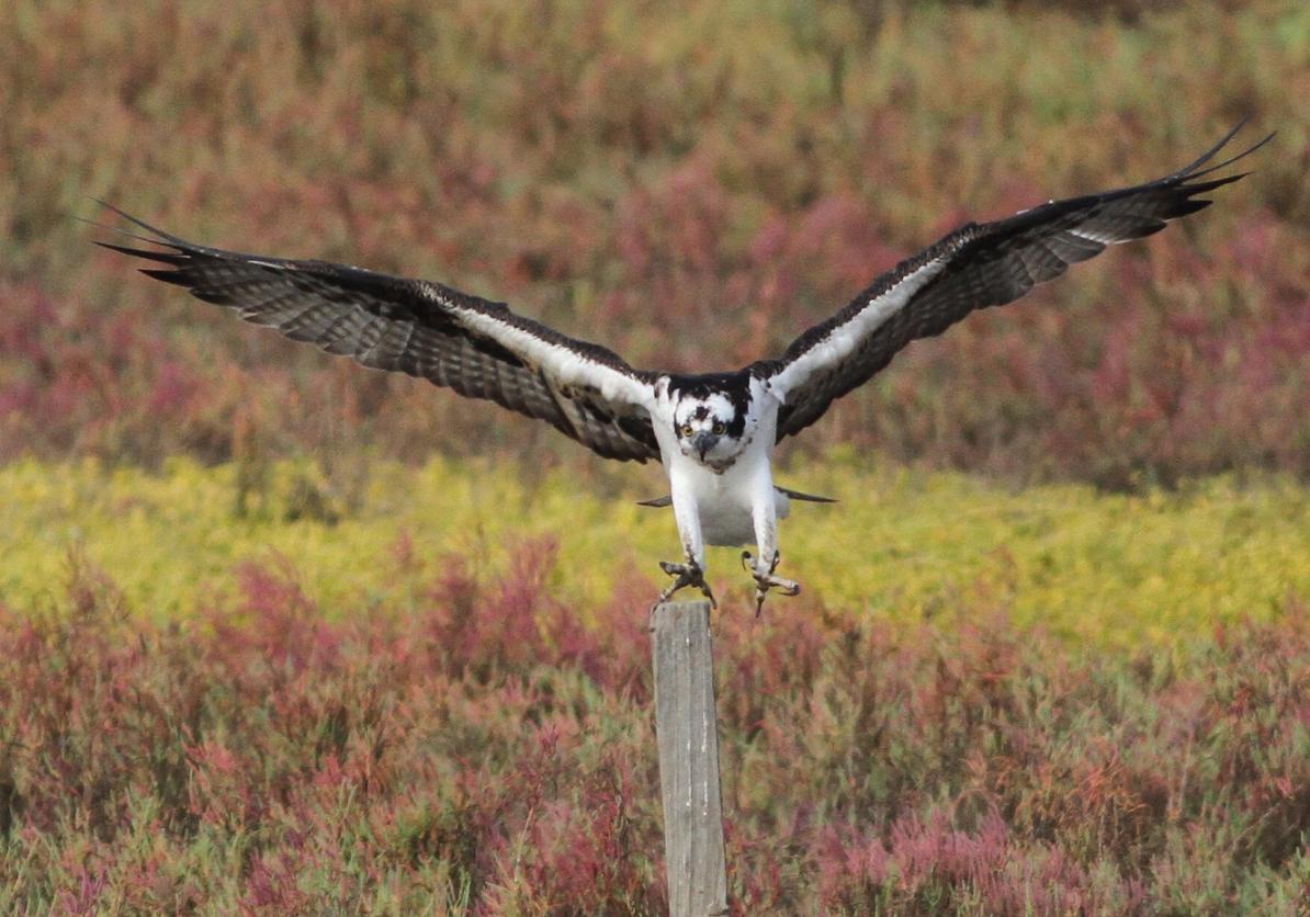 Jo's Morning Walk Young Osprey's Dangerous Encounter