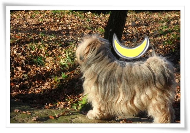 [Hundeblog] Einfach Socke Warum trägt ein Hund den Mond auf dem Rücken?