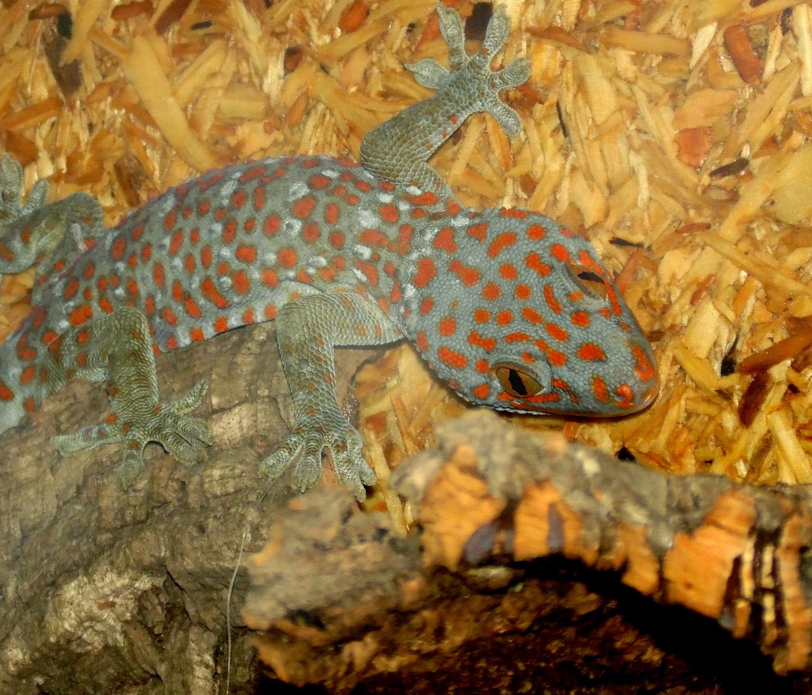 Terrarianer Der Tokeh (Gekko gecko)