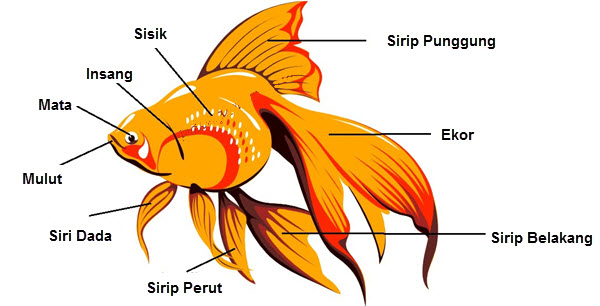 Bagian Tubuh Ikan