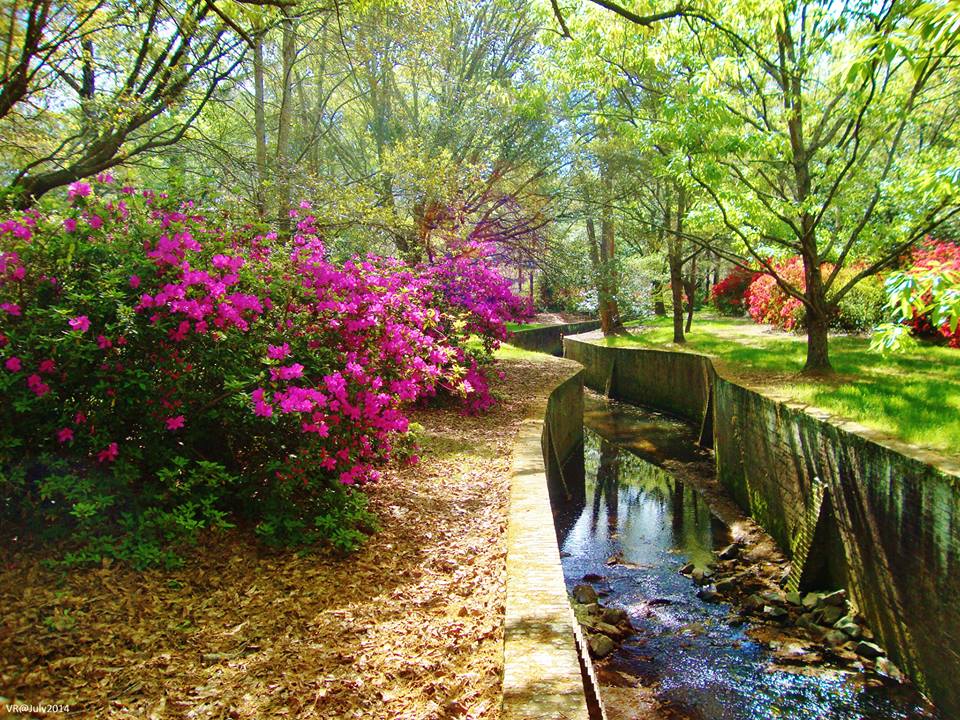 Vacation Rick Summerville's Famous Spring Azalea Bloom Originated Just