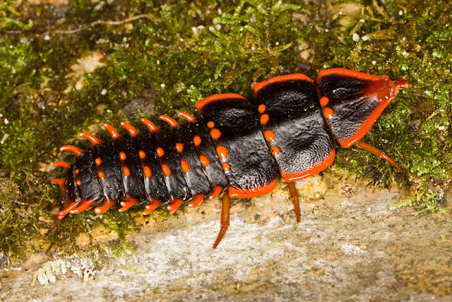 Trilobite beetle, Duliticola, a rare insect of Borneo. 
