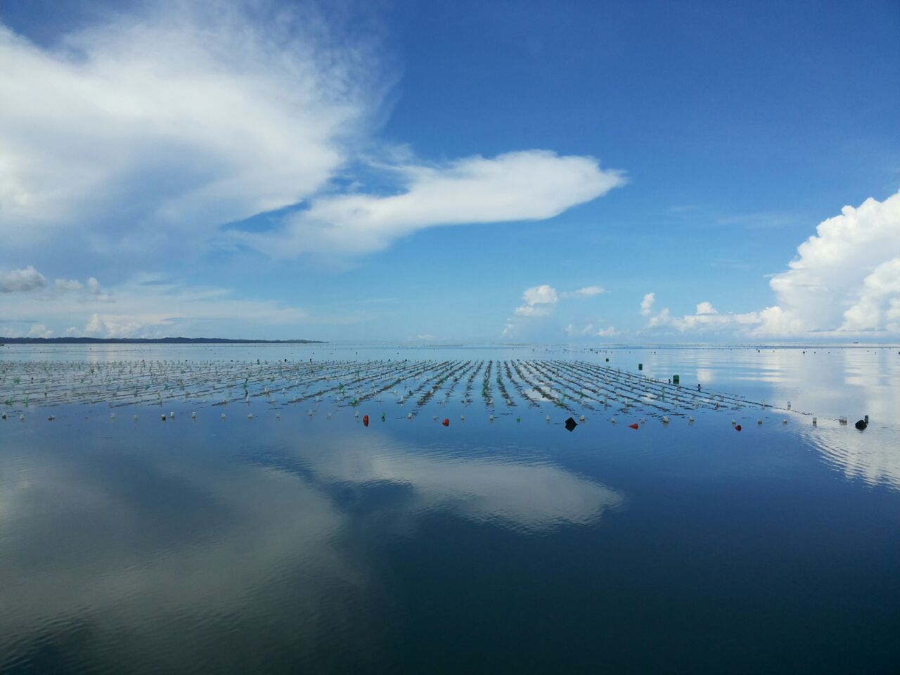 Rumput Laut Indonesia Foto foto Rumput Laut di Perairan Rumput Laut Indonesia Foto foto Rumput Laut di Perairan