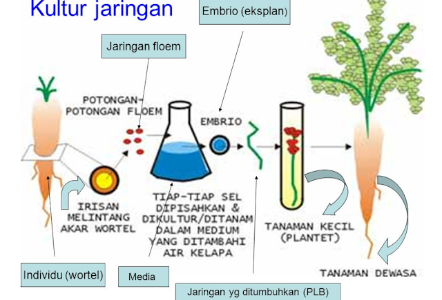 Gambar kelebihan kultur jaringan