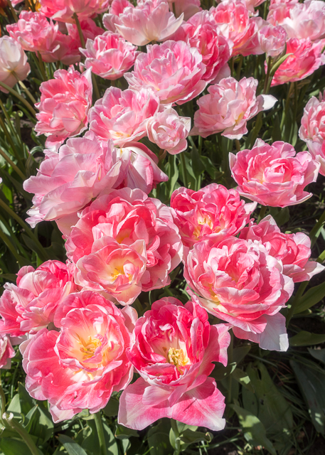 Keukenhof Gardens - Tulip Heaven in the Netherlands - a MUST if you are in Europe in the spring. The most amazing garden EVER! Keukenhof Gardens - Tulip Heaven in the Netherlands - a MUST if you are in Europe in the spring. The most amazing garden EVER!