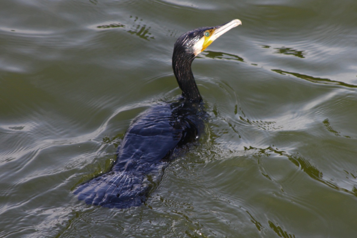 Journeys across Karnataka water birds at Lalbagh