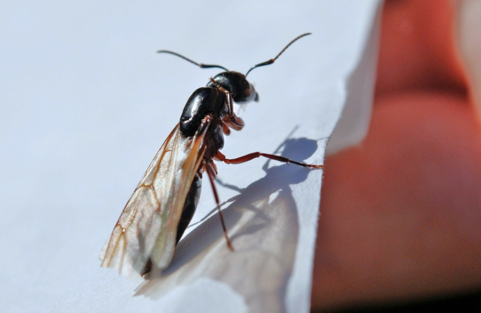 Avon Pest Control Blog What is the Flying Ants Day?