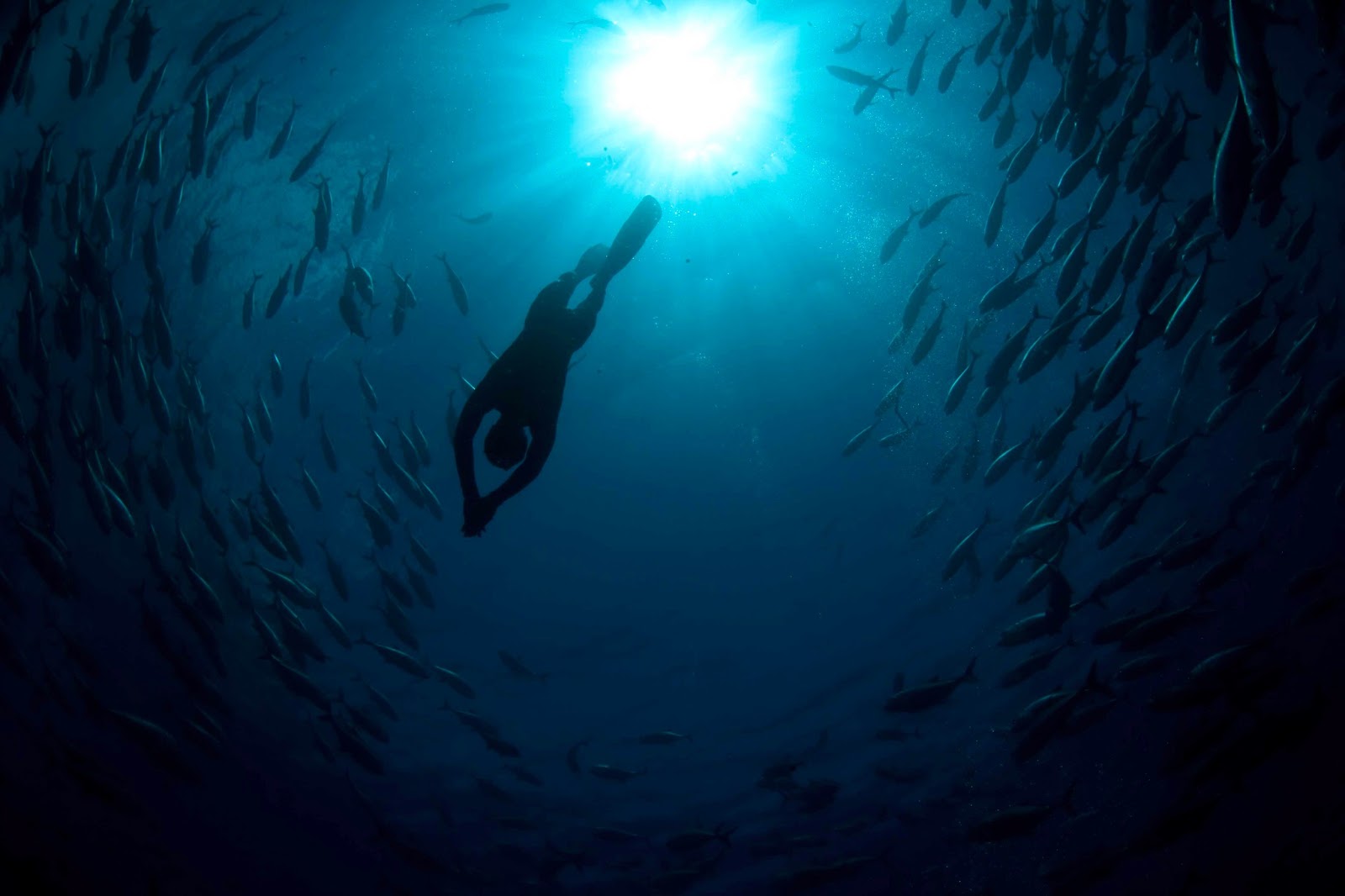 APNEA AMURRI EBOOK DOWNLOAD APNEA AMURRI EBOOK DOWNLOAD