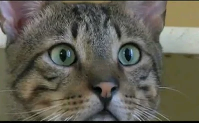 pisica cu ochi verzi