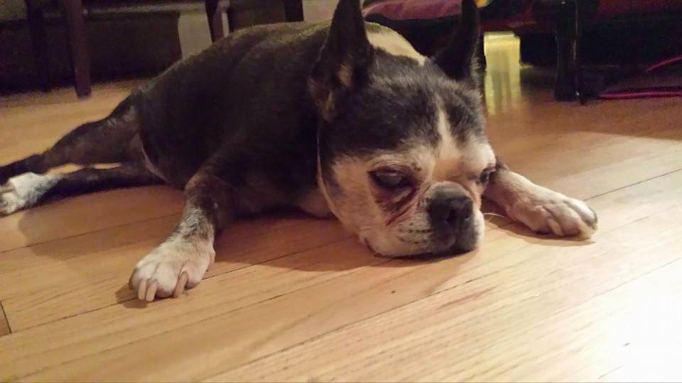 Northeast Boston Terrier Rescue Patsy Goes to the Rainbow