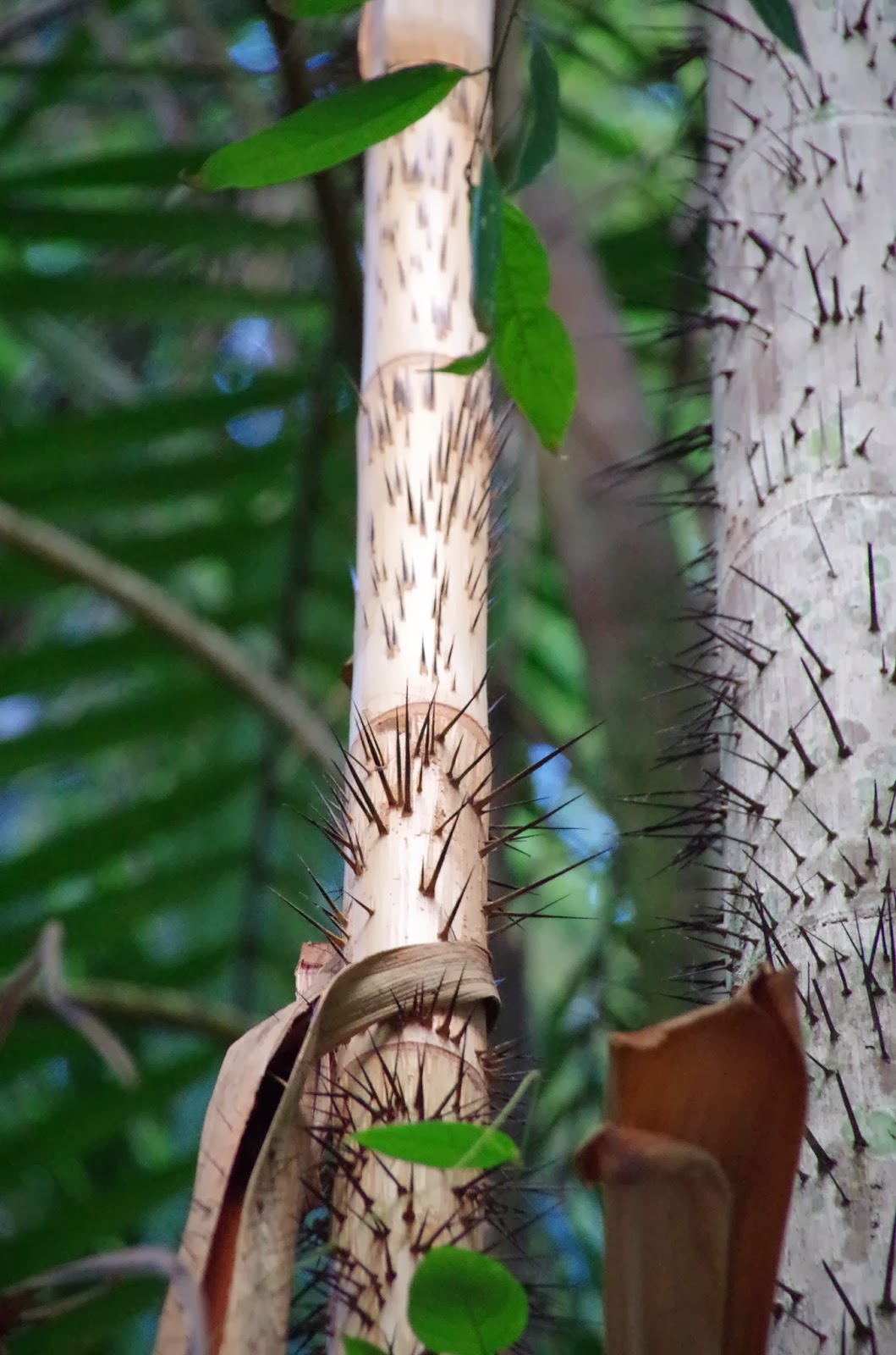 Trees and Plants: Nibong Palm